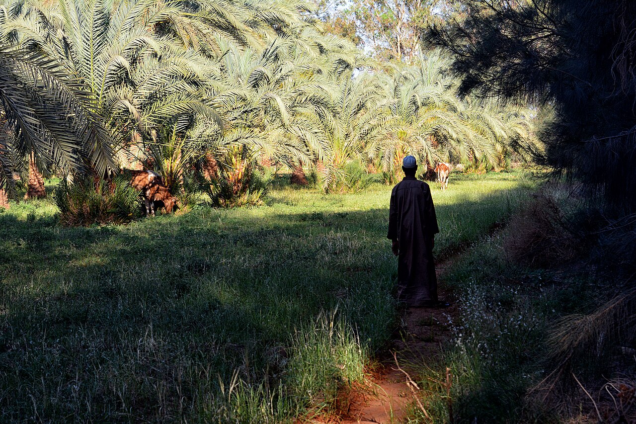 A farmer in a dark galabeya walking a narrow dirt path through green farmland under date palms